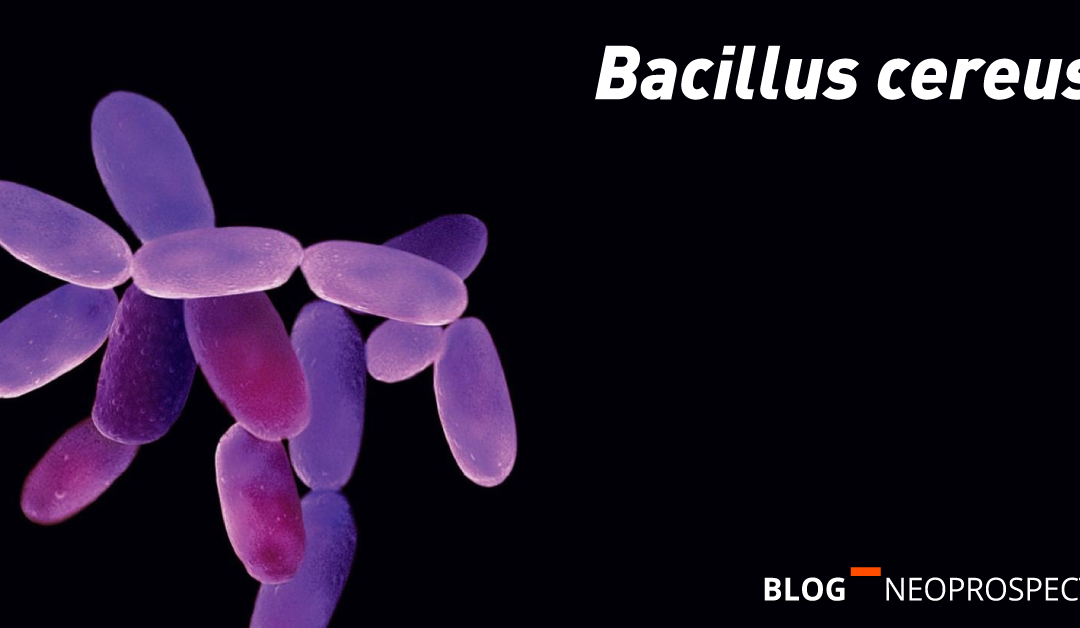 Bacillus Cereus