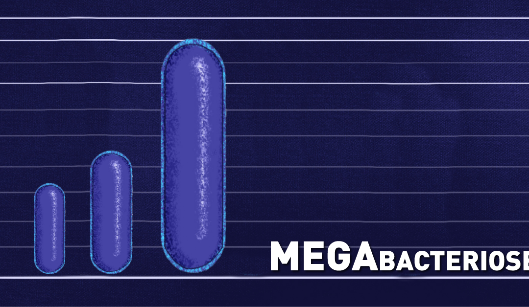 Megabacteriose