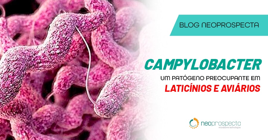 Campylobacter jejuni, um patógeno preocupante em laticínios e aviários
