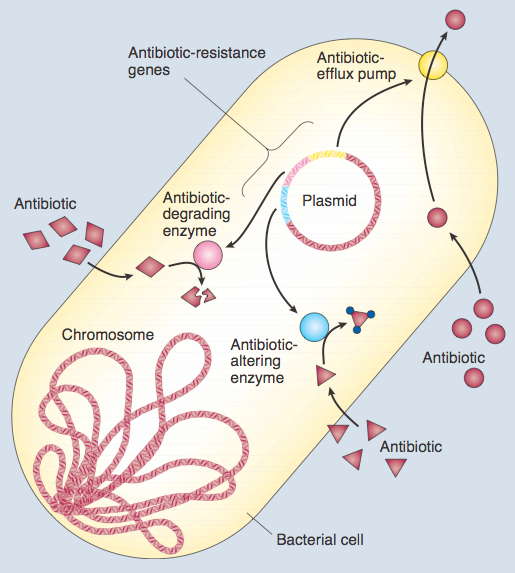 resistência bacteriana