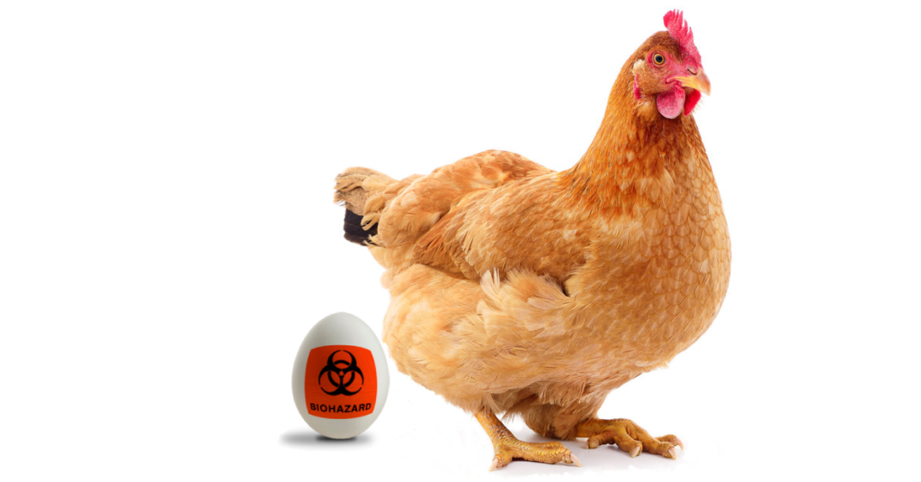 salmonella-monitoramento
